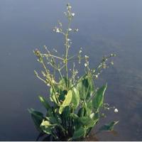 Grote waterweegbree (Alisma plantago-aquatica) moerasplant (6-stuks) - thumbnail