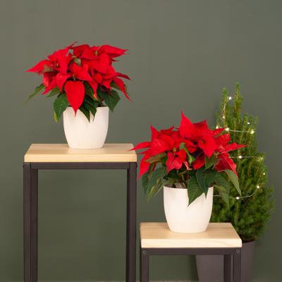 Kerststerren Duo - Rode Poinsettia - P10.5
