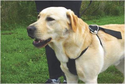 BZ WANDEL- EN AUTOGORDEL HOND XL - thumbnail