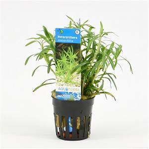 Heteranthera zosterifolia
- 6 stuks - aquarium plant Heteranthera zosterifolia
- 6 stuks - aquarium plant