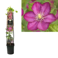 Grootbloemige Clematis Ville de Lyon 120 cm klimplant - thumbnail