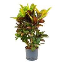 Croton petra vertakt S hydrocultuur plant - thumbnail