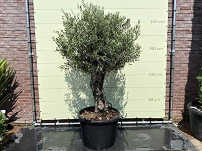 Olijfboom - Bonsai