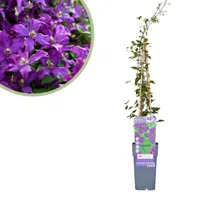 Clematis Viticella Polish Spirit - Bosrank - P15 - thumbnail