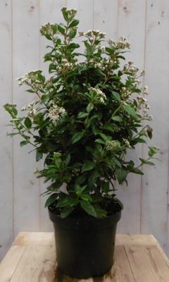 Viburnum Tinus 80 cm Sneeuwbal Warentuin Natuurlijk - Warentuin natuurlijk