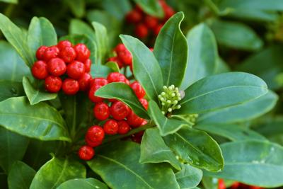 Skimmia
