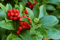 Skimmia - thumbnail