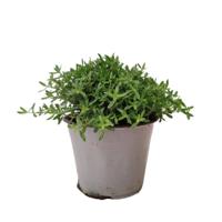 Bonenkruid Satureja kruidenplant Warentuin Natuurlijk - Warentuin natuurlijk - thumbnail