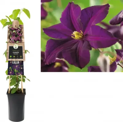 Donkerpaarse bosrank (Clematis "Romantika") klimplant