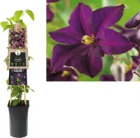Donkerpaarse bosrank (Clematis "Romantika") klimplant - thumbnail