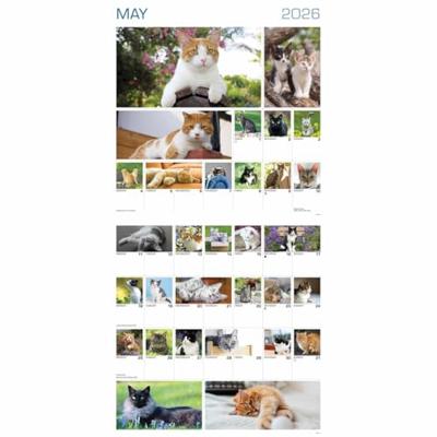 365 Dagen Katten Kalender 2026 365 Dagen Katten Kalender 2026