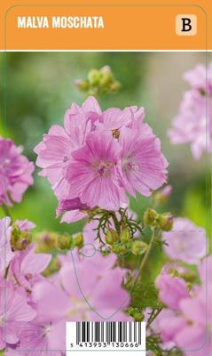 Vips Malva moschata - Muskuskaasjeskruid