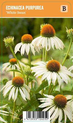 V.I.P.S. Echinacea purpurea ''White Swan'' - Zonnehoed (P9)