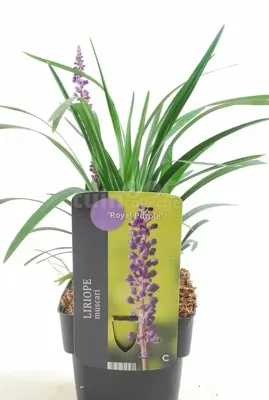 Siergras Liriope muscari Royal Purple - Leliegras 17cm