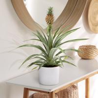 Dekbed Discounter Ananasplant 'Ananas Comosus' Sierpot: Grijs, Plantenvoeding: Met plantenvoeding - thumbnail