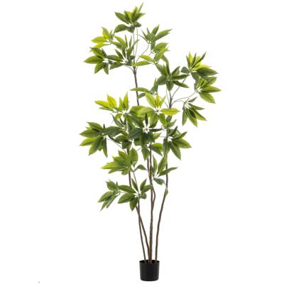 Schefflera