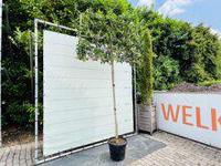 Ilex Nelly Stevens - Leischerm - thumbnail