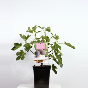 Vijg (ficus carica "Brown Turkey") fruitbomen - In 5 liter pot - 1 stuks Vijg (ficus carica "Brown Turkey") fruitbomen - In 5 liter pot - 1 stuks
