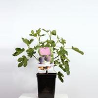 Vijg (ficus carica "Brown Turkey") fruitbomen - In 5 liter pot - 1 stuks - thumbnail
