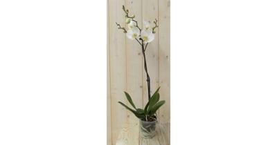 Vlinderorchidee Luxe Tak wit 80 cm Phalaenopsis Warentuin Natuurlijk - Warentuin natuurlijk