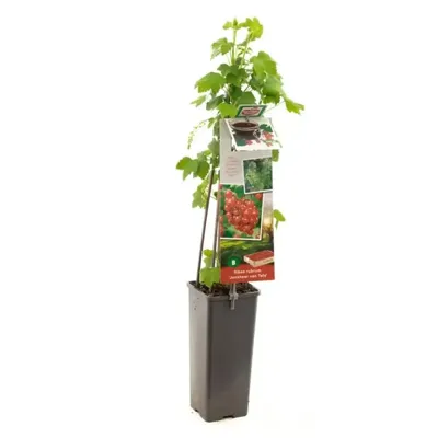 Rode bes (ribes rubrum "Jonkheer van Tets") fruitplanten - In 2 liter pot - 1 stuks