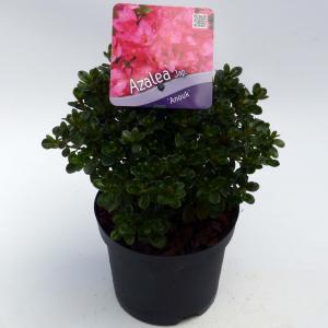 Rododendron (Rhododendron Japonica "Anouk") heester - 12-20 cm - 8 stuks
