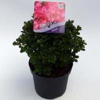 Rododendron (Rhododendron Japonica "Anouk") heester - 12-20 cm - 8 stuks - thumbnail