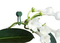 Plantenklemmen groen 15 stuks - thumbnail