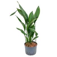 Aspidistra elatior XL hydrocultuur plant - thumbnail