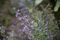 Steentijm - thumbnail