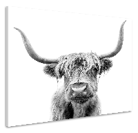 Schilderij - Hoogland koe, 3 Maten, Premium print - thumbnail
