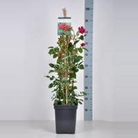 Engelse klimroos (rosa "Darcey Bussel"®) - thumbnail