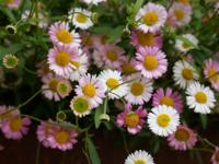 Muurfijnstraal - thumbnail