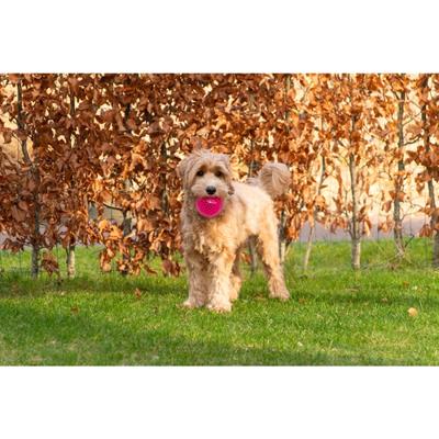 Dog Comets Exoplanet Pink S - thumbnail