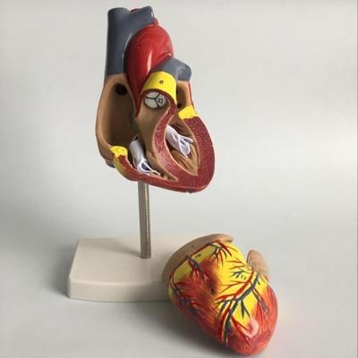 1: 1 menselijk hart anatomische Model medische cardiologie hart anatomie onderwijs Model met markering