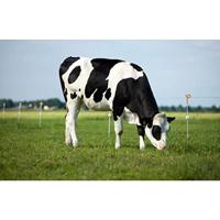 Gallagher Veerstalen paal met oranje krulstaart (10) - 642134 642134 - thumbnail