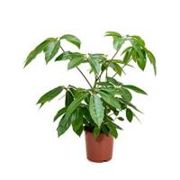 Schefflera amate S kamerplant - thumbnail