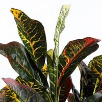 Decoratieve plant Mica Decorations Croton Groen PVC (73 x 40 cm) - thumbnail