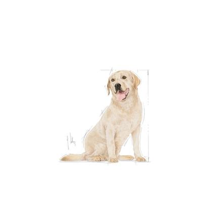 Royal Canin Adult 5+ Labrador Retriever hondenvoer 2 x 3 kg