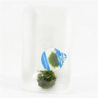 Vescicularia dubyana - 3 stuks - aquarium plant - thumbnail