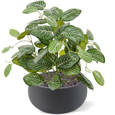 Fittonia kunstplant 40cm - bont Fittonia kunstplant 40cm - bont