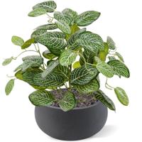 Fittonia kunstplant 40cm - bont - thumbnail