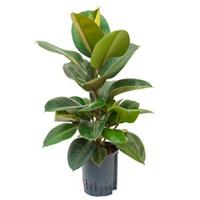 Ficus elastica robusta 1pp hydrocultuur plant - thumbnail