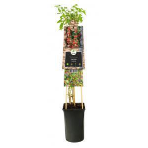 Klimplant Lycium barbarum Klimplant Lycium barbarum
