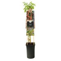 Klimplant Lycium barbarum - thumbnail