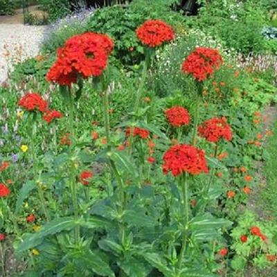 Scharlakenrood bloemzaden – Brandende liefde