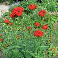 Scharlakenrood bloemzaden – Brandende liefde - thumbnail