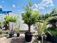 Citroenboom XXL - thumbnail