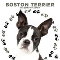 Boston Terrier Kalender 2026 - thumbnail