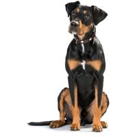 Hondenhalsband Hunter Swiss 38-43.5 cm - thumbnail